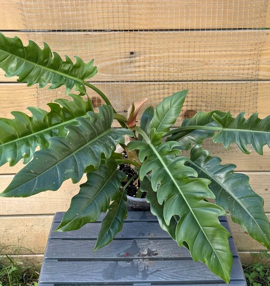 Beautiful Plant Cartel Montreal houseplant